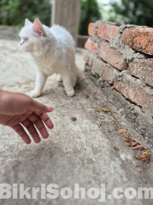 একটা সাদা পার্সিয়ান বিড়াল